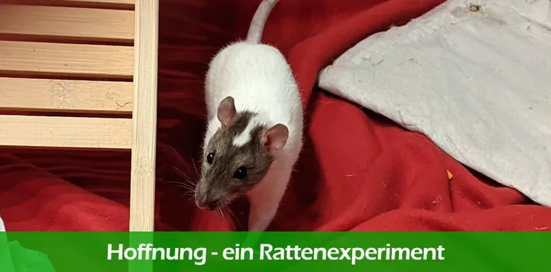 Hoffnung – die Rattenexperimente von Curt Richter
